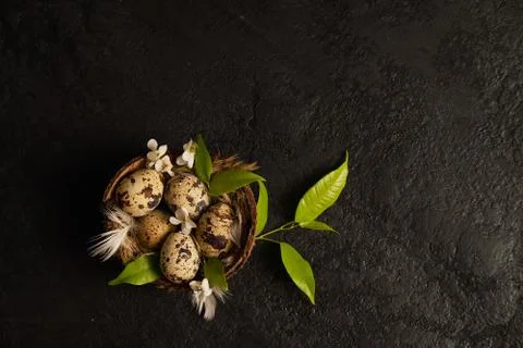 Easter composition. eggs in the nest and green leaves on a black background. Stock Photos