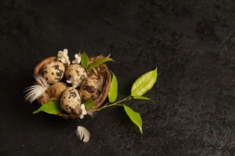 Easter composition. eggs in the nest and green leaves on a black background. 写真素材