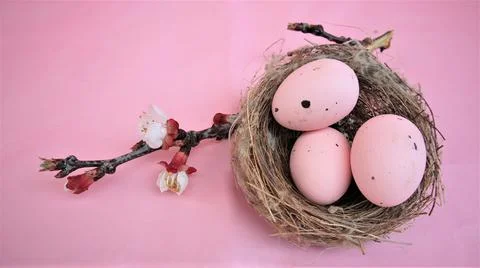 Easter composition with eggs  on pink pastel background. Branch of blossoming 스톡 사진