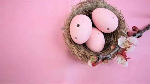 Easter composition with eggs  on pink pastel background. Branch of blossomi.. Stock Photos
