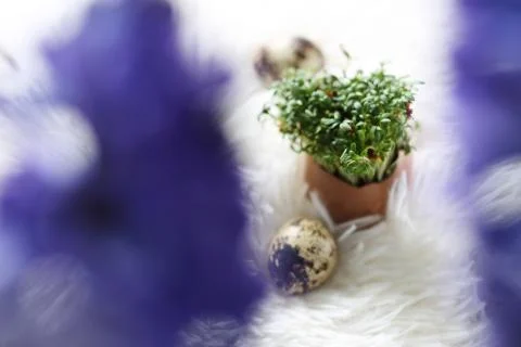 Easter composition with quail eggs and cress and hyacinth. Stock Photos
