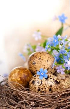 Easter composition Quail eggs and forget-me-not flowers Stock Photos