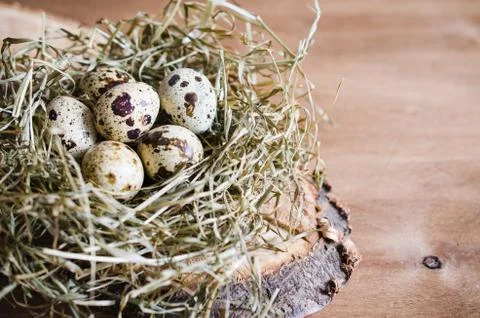 Easter Composition of quail eggs in the nest. Stock Photos