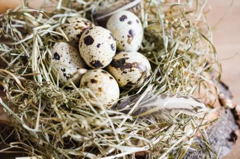 Easter Composition of quail eggs in the nest. Stock Photos