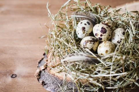 Easter Composition of quail eggs in the nest. Stock-Fotos