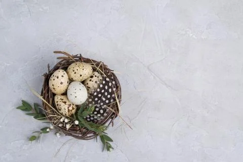 Easter composition with quail eggs in a nest.On a gray concrete background. Stock Photos