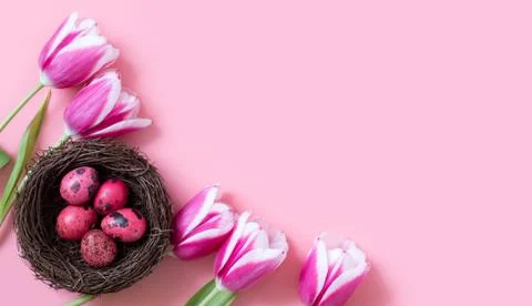 Easter composition with quail eggs in the nest and tulips  Stock Photos