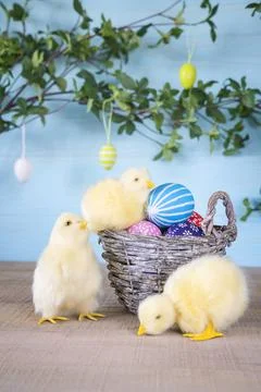 Easter composition with three yellow fluffy fledgling chickens and basket. Foto stock