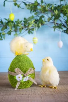 Easter composition with two yellow fluffy fledgling chickens. Stock Photos