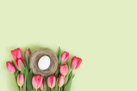 Easter composition with a white egg in the nest and pink tulips on a green  Stock Photos