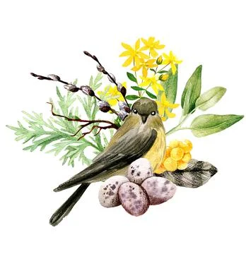 Easter composition with willow, bird, yellow flowers and feather. Stock Illustration