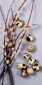 The easter composition of willow branches and quail eggs on the gray background. Stock Photos