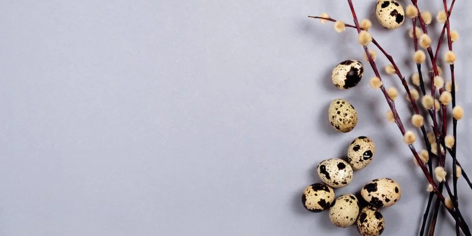 The easter composition of willow branches and quail eggs on the gray background. Stock Photos