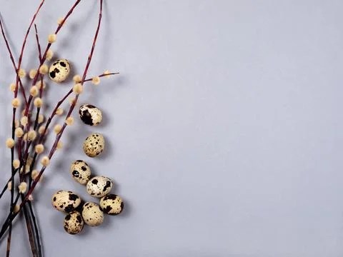 The easter composition of the willow branches and quail eggs with copy space. Stock Photos