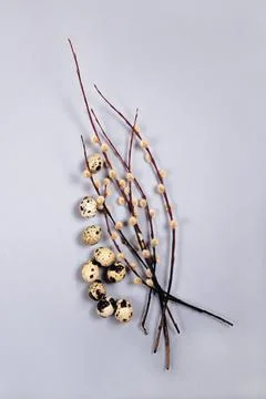 The easter composition of the willow branches and quail eggs on gray background. Stock Photos