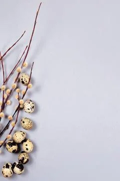 The easter composition of the willow branches and quail eggs on gray background. Stock Photos