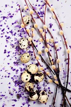 The easter composition of the willow branches and quail eggs on gray background. Stock Photos