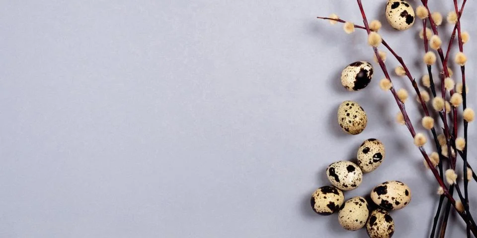 The easter composition of the willow branches and quail eggs on gray background. Stock Photos