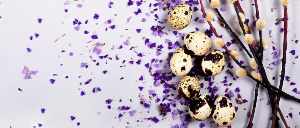 The easter composition of the willow branches and quail eggs on gray background. Stock Photos