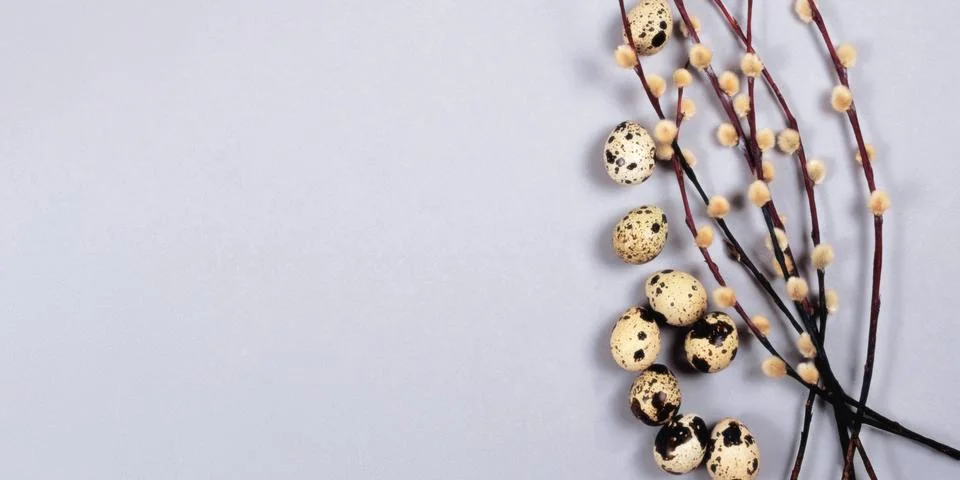 The easter composition of the willow branches and quail eggs on gray background. Stock Photos