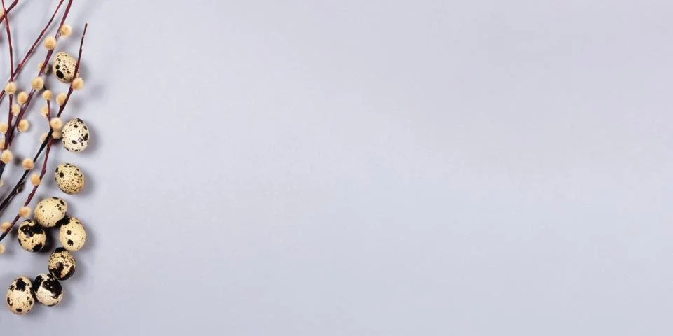 The easter composition of the willow branches and quail eggs on gray background. Stock Photos