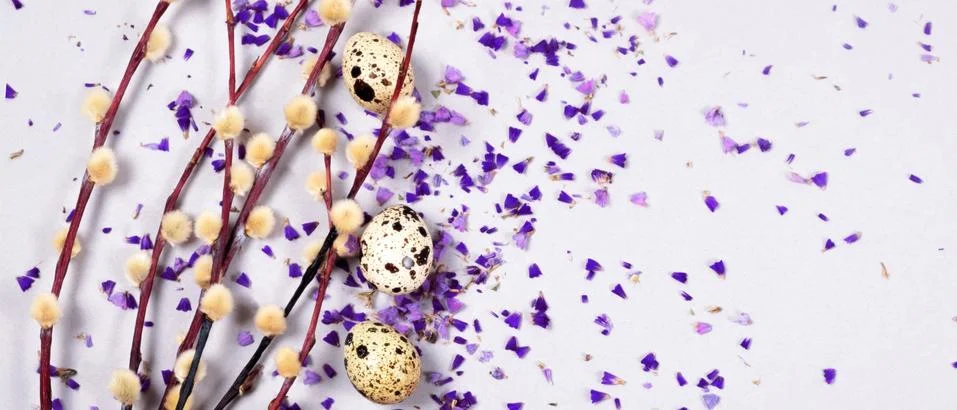 The easter composition of the willow branches and quail eggs on the gray. Stock Photos