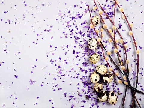 The easter composition of the willow branches and quail eggs on the gray. Stock Photos