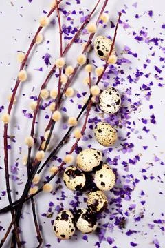 The easter composition of the willow branches and quail eggs on the gray. Stock Photos