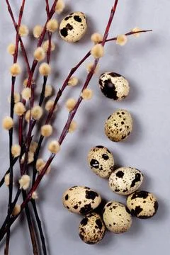 The easter composition of the willow branches and quail eggs on the gray. Stock Photos