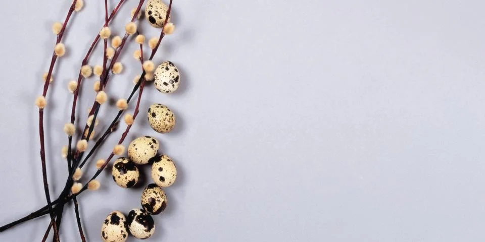 The easter composition of the willow branches and quail eggs on the gray. Stock Photos