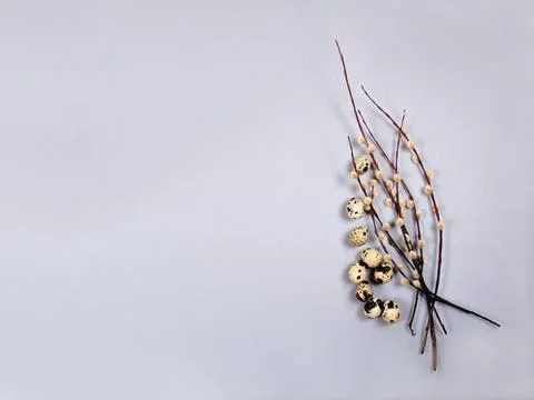 The easter composition of the willow branches and quail eggs on the gray. Stock Photos