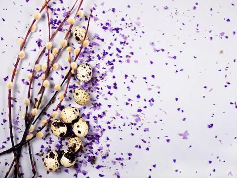 The easter composition of the willow branches and quail eggs on the gray. Stock Photos