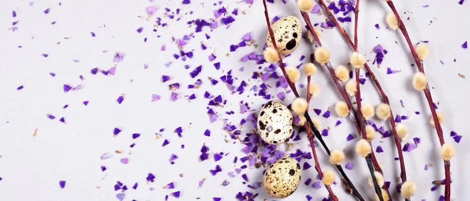The easter composition of the willow branches and quail eggs on the gray. Stock Photos