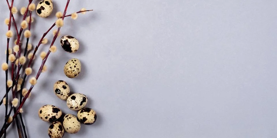 The easter composition of the willow branches and quail eggs on the gray. Stock Photos