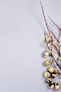The easter composition of the willow branches and quail eggs on the gray. Stock Photos