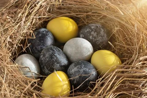 Easter composition - yellow and blue Easter eggs painted with natural dyes in Stock Photos