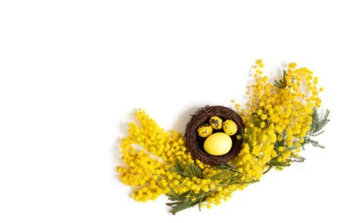 Easter composition with yellow eggs in the nest, yellow acacia branches  Stock Photos