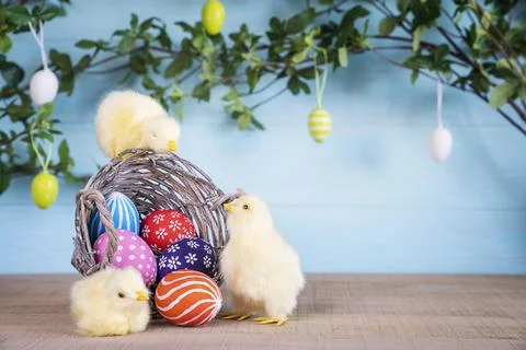 Easter composition with yellow fluffy fledgling chickens. Stock Photos