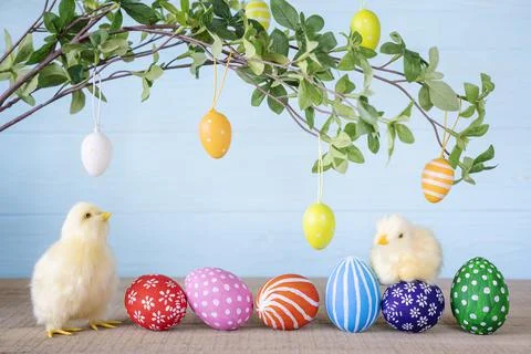 Easter composition with yellow fluffy fledgling chickens. Stock Photos