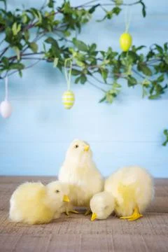 Easter composition with yellow fluffy fledgling chickens. Stock Photos