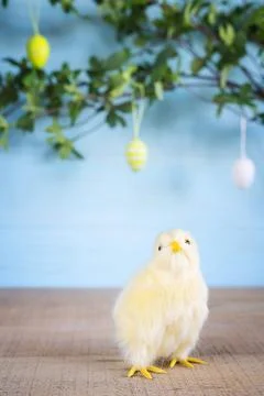 Easter composition with yellow fluffy fledgling chicken. Stock Photos