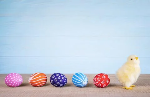 Easter composition with yellow fluffy fledgling chicken. Stock Photos