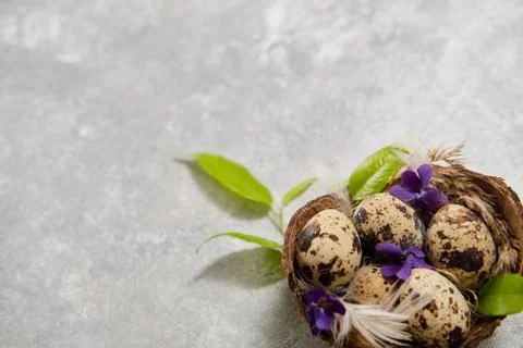 Easter composition.eggs in the nest and green leaves on a gray background. Close Stock Photos