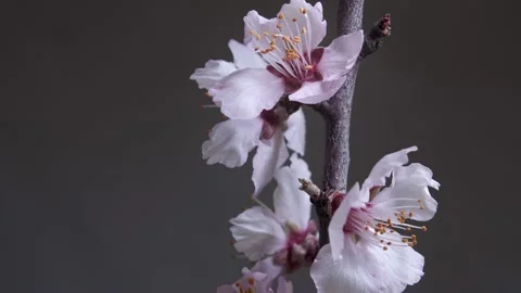 Easter concept and holiday card idea. A branch with almond flowers rotates on a Stock Footage 239325779