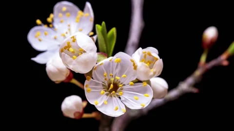 Easter concept cherry tree time lapse fresh blossoming apricot close up. Stock Footage 200329509