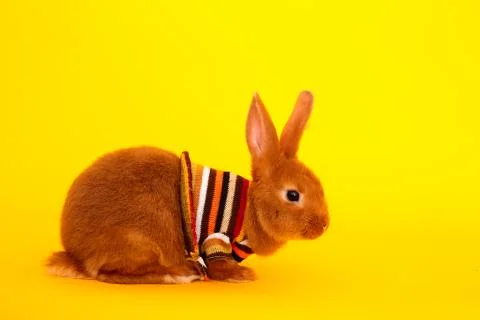 Easter concept. Closeup portrait of small domestic brown bunny Stock Photos