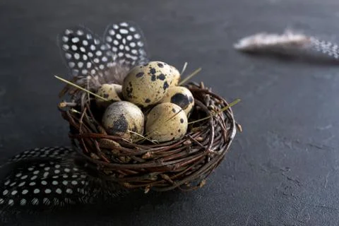 Easter concept - Decorative willow nest with quail eggs, feather on dark Stock Photos
