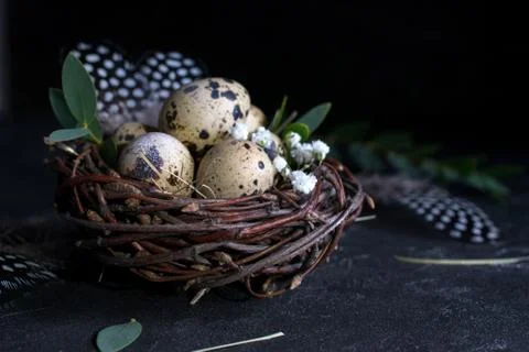 Easter concept - Decorative willow nest with quail eggs, feather on dark Stock Photos