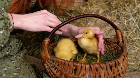 Easter concept with ducklings in the basket Stock Footage 194716771