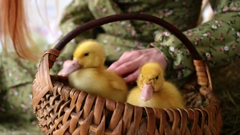 Easter concept with ducklings in the basket Stock Footage 194717727